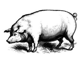 ... of animals it explores anim...