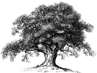 iStock_AI_oaktree.jpg