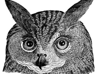 iStock_AI_owlhead.jpg