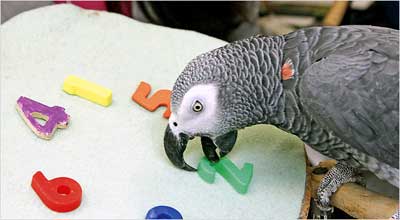 Alex the parrot, photo by Mike Lovett