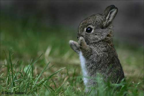 [photo of a bunny with its paws in the air]