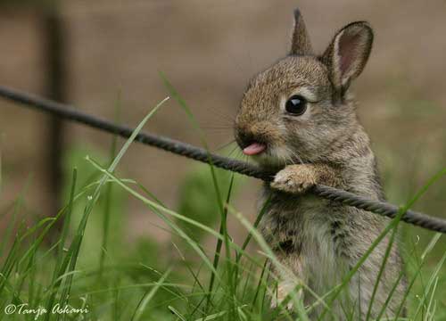 [photo of a bunny its tongue out]