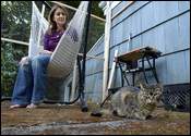 Residents have begun constructing 'cat coops' to allow their pets outside safely