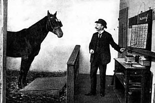 Clever Hans the Math Horse