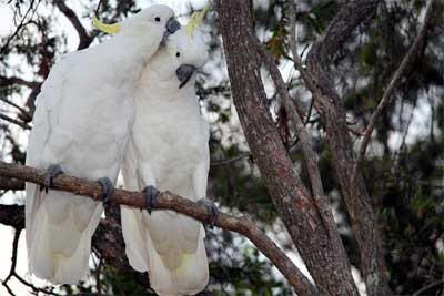 Two birds in love...