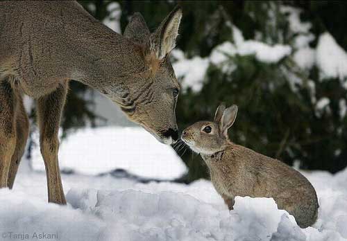 [photo of a deer and bunny together]