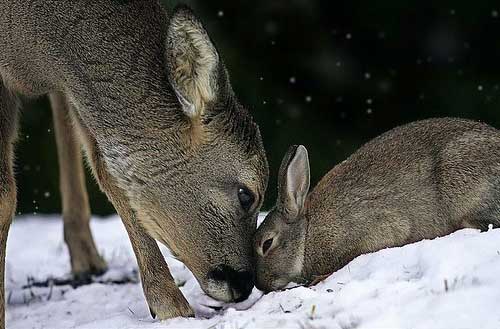 [photo of a deer and bunny together]