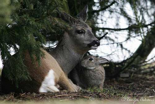 [photo of a deer and bunny together]