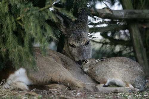 [photo of a deer and bunny together]