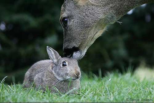 [photo of a deer and bunny together]
