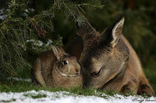 [photo of a deer and bunny together]