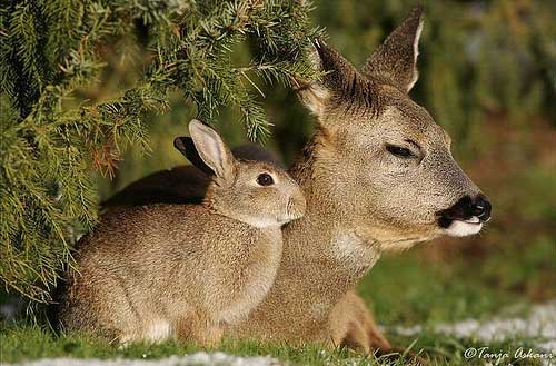 [photo of a deer and bunny together]