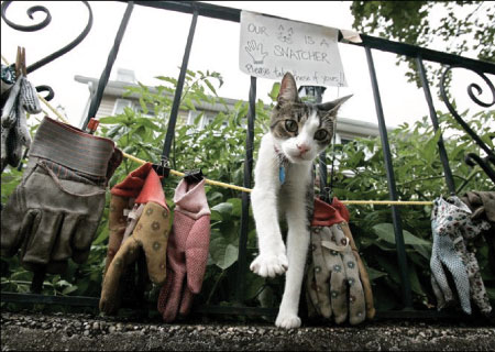 [photo of a cat walking through fence - his collection of stolen gloves is nearby]