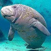 A manatee, or sea cow