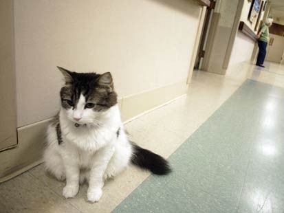 Oscar the Cat makes his rounds. Photo by Stew Milne.